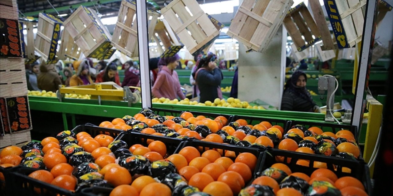 Tarım Sektöründen 2025'te Tüm Zamanların En Yüksek Yıllık İhracatı