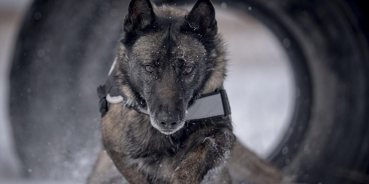 Erzurum'da Eğitilen Köpekler Doğu Anadolu'daki Asayiş ve Operasyonel Görevlerde Kullanılacak