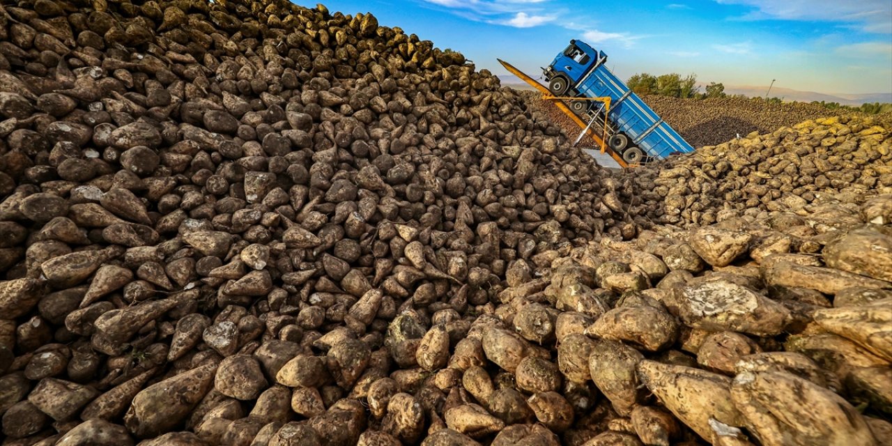 Türkiye'de Üretilen Şeker Miktarı Yaklaşık 3 Milyon Tonu Bulacak