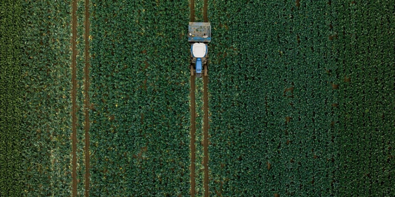 Hububatta Üretim ve Verim Artışında Yağışlar Belirleyici Olacak