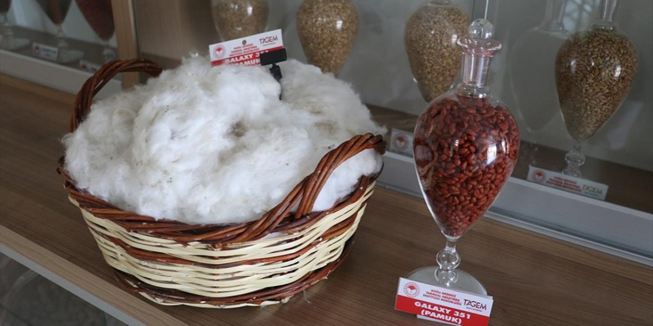 Adana'da Adaptasyon Yeteneği ve Lif Kalitesi Yüksek Yeni Pamuk Çeşidi Geliştirildi