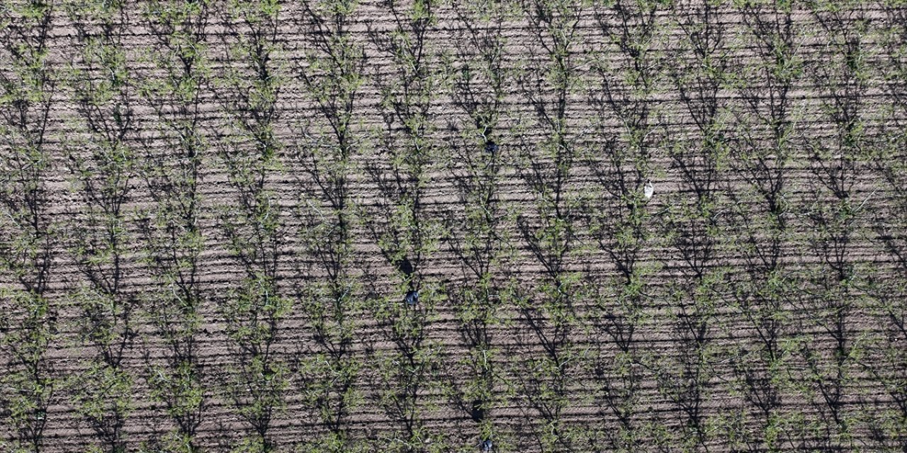 Zirai Don Riski İçin Alınan Doğru Önlemler Zararları Azaltmaya Yardımcı Oluyor