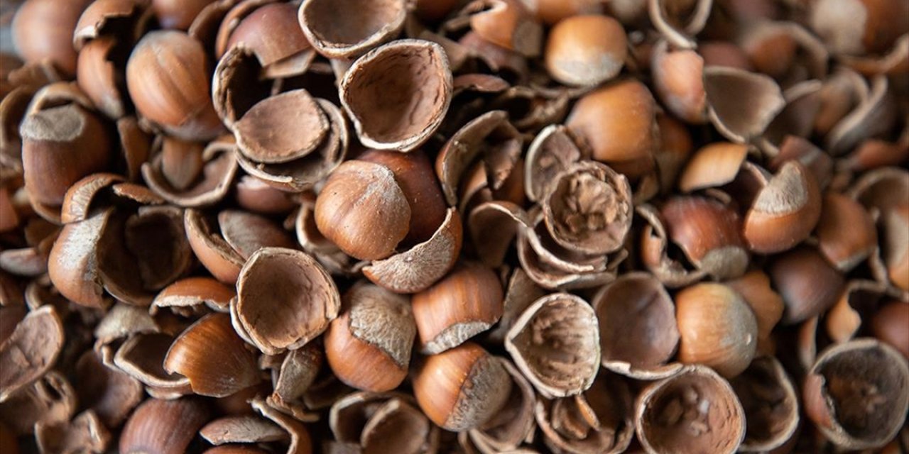 Fındık Kabuğu Aktif Karbona Dönüşerek Birçok Sektöre Ham Madde Olacak