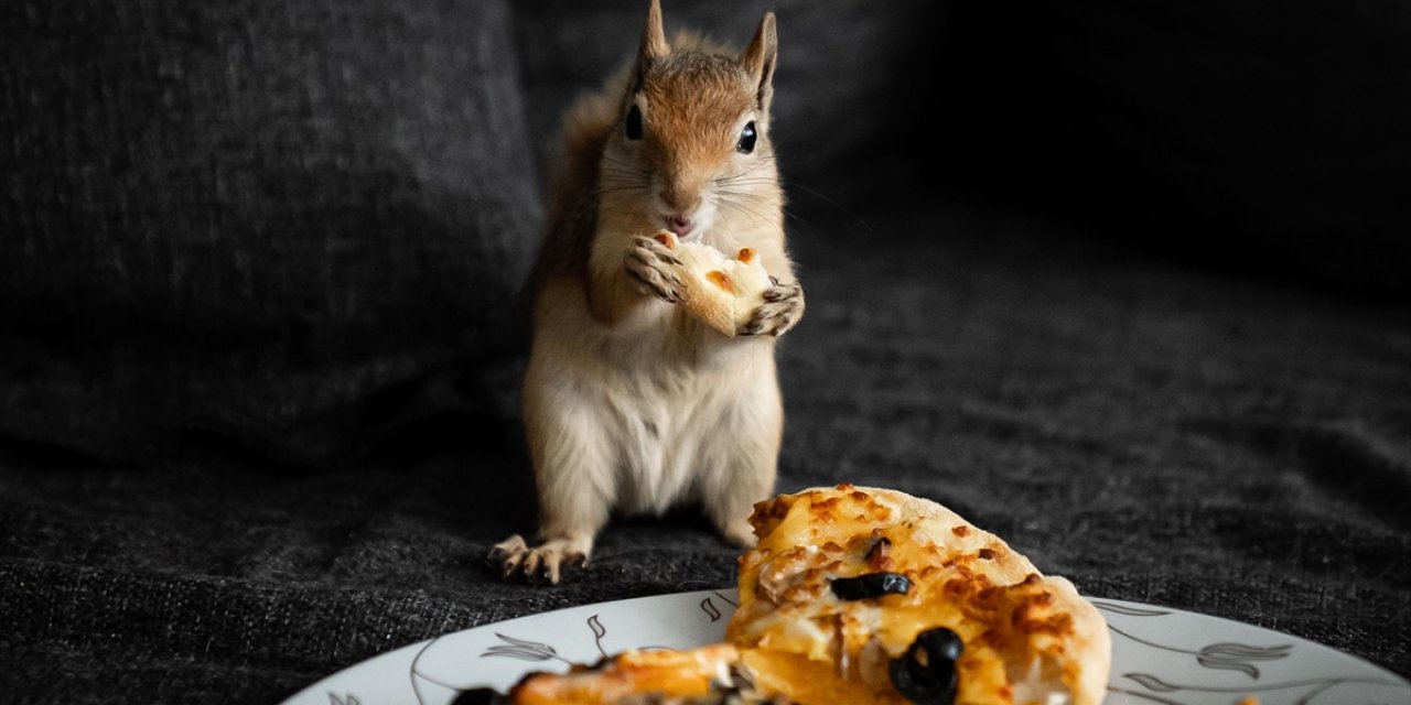 Sincap Yavrusu "Yoda" Veterinerler Gözetiminde Doğada Hayatta Kalmayı Öğreniyor