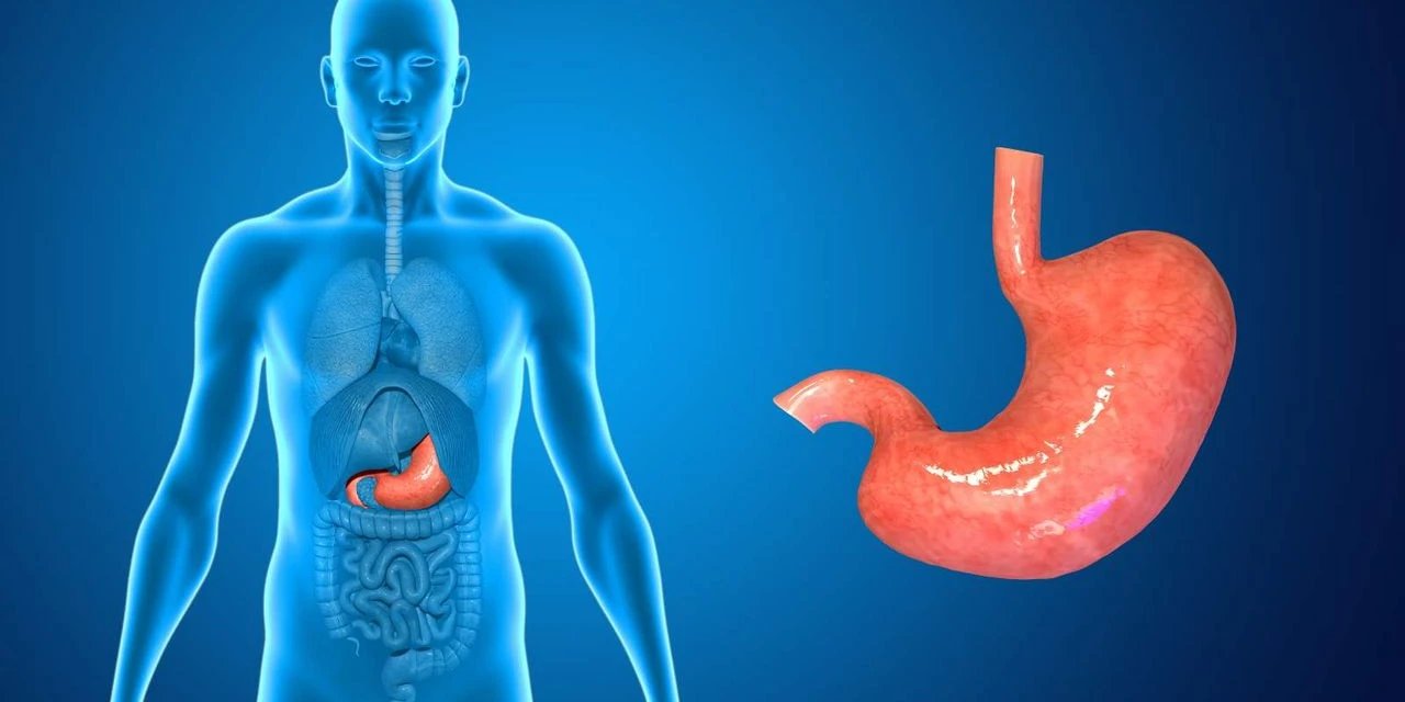 Sağlıklı Midede Asitli Gıdalar Tek Başına Sorun Yaratmıyor