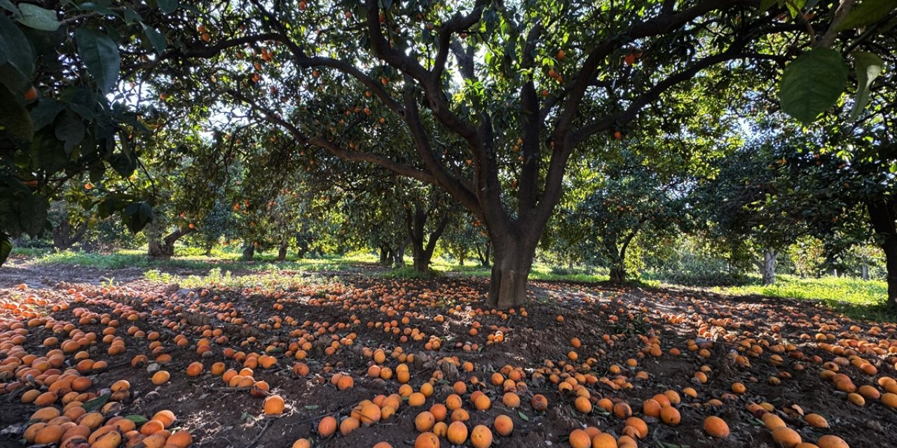 Narenciyenin Gen Merkezindeki "Turunç Yolu" Görsel Şölen Sunuyor