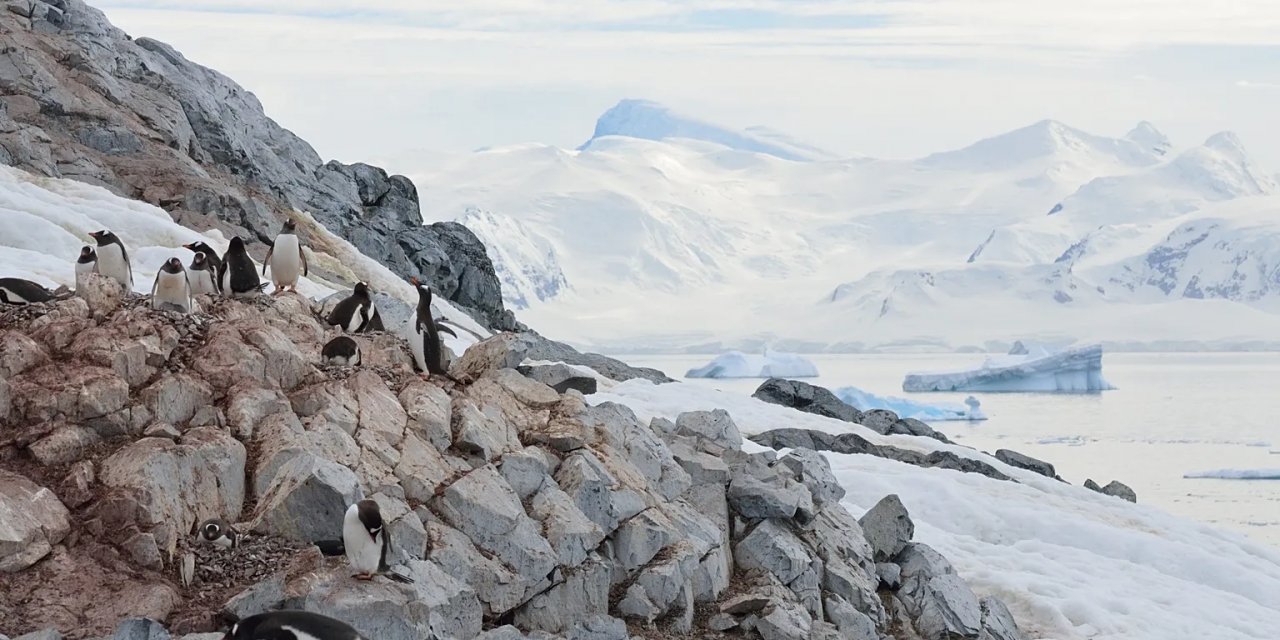 Antarktika'daki Penguenlerin Üreme Dönemi İklim Değişikliğiyle Erkene Kaydı