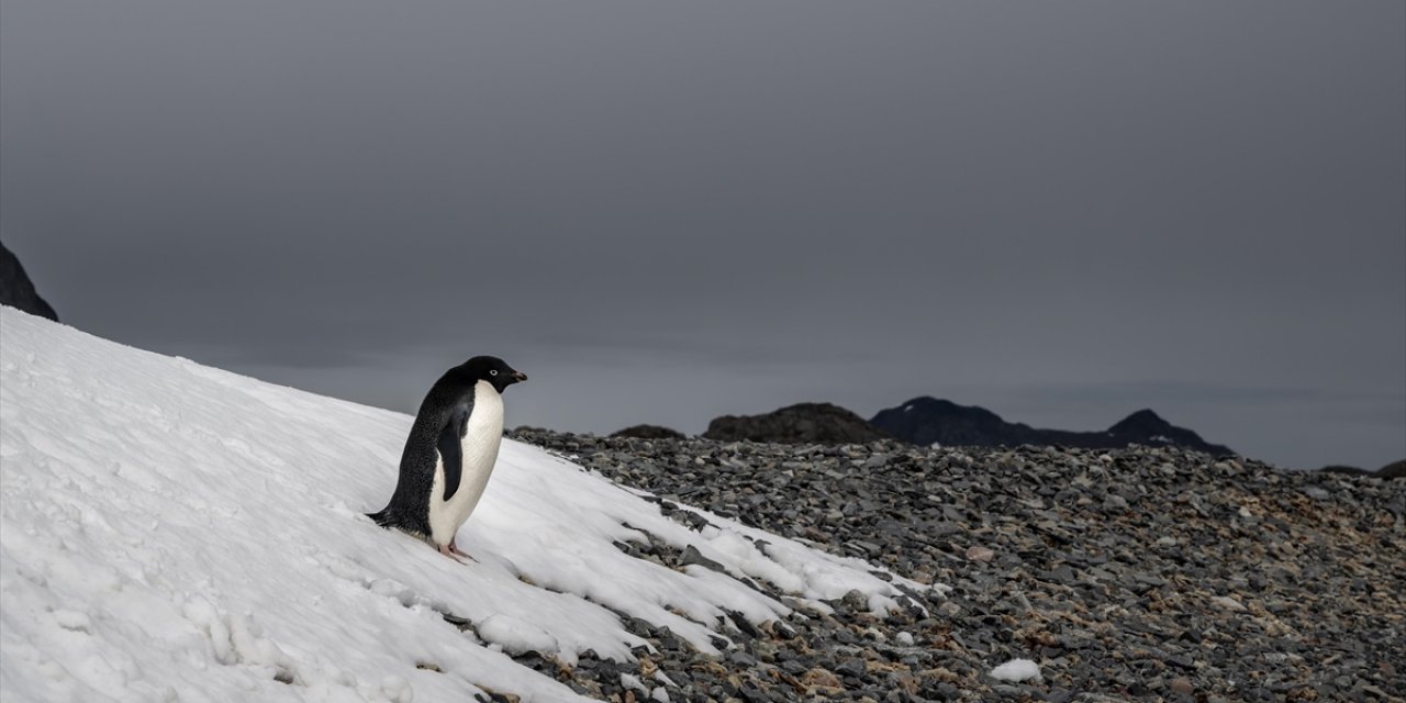 Antarktika'daki Penguenlerin Üreme Dönemi İklim Değişikliğiyle Erkene Kaydı