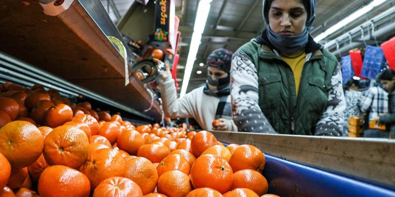 Narenciye İhracatı 2025'te Türkiye'ye 1 Milyar 477 Milyon 58 Bin Dolar Kazandırdı