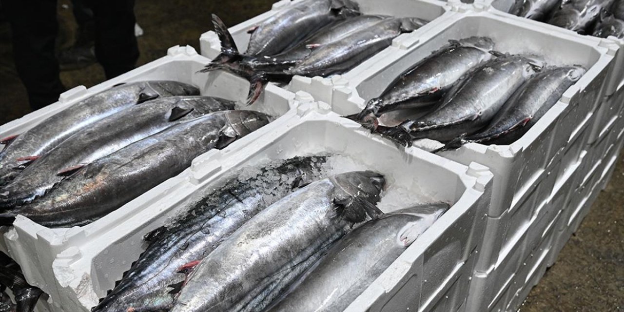Marmara Denizi'nde Torik Bolluğu Yaşanıyor
