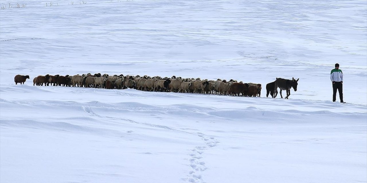 Kışın Zorlu Geçtiği Ağrı'da Hayvanların Bakımı da Güçlükle Yapılıyor