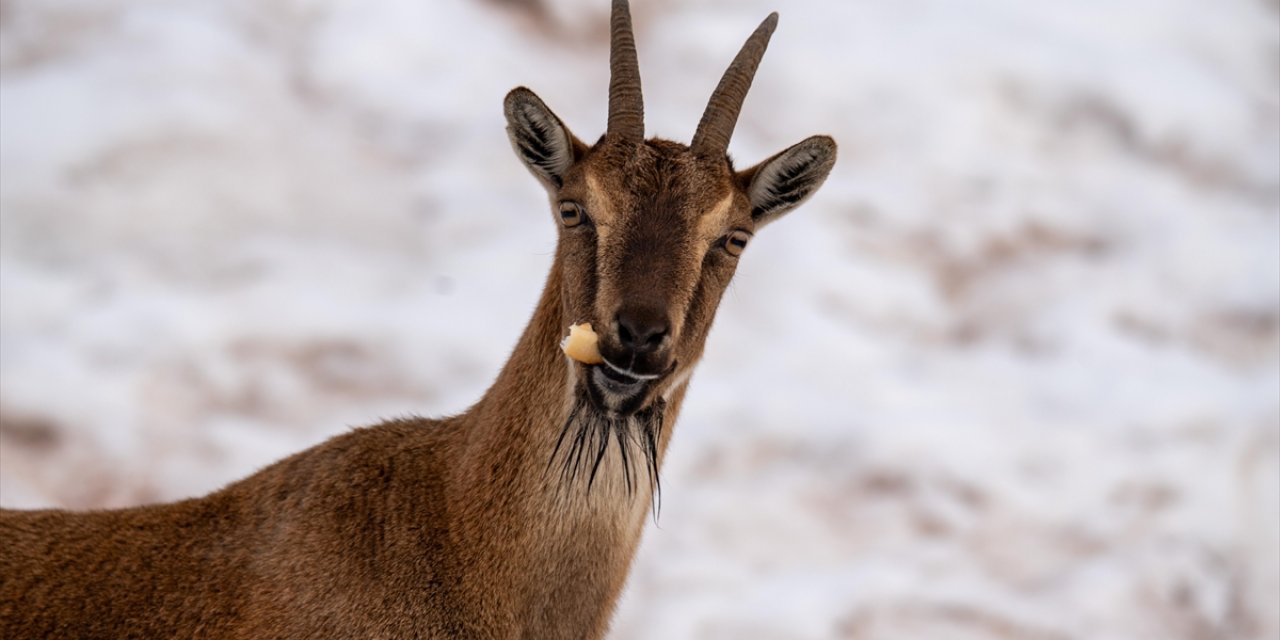 Adıyaman'da Yaban Keçileri Karlı Bölgede Yiyecek Ararken Görüntülendi