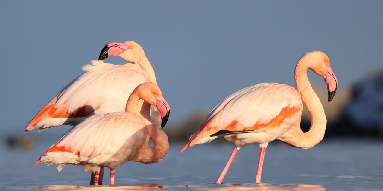 Kastamonu'da Ezine Çayı'na Gelen Flamingolar Renkli Görüntüler Oluşturdu