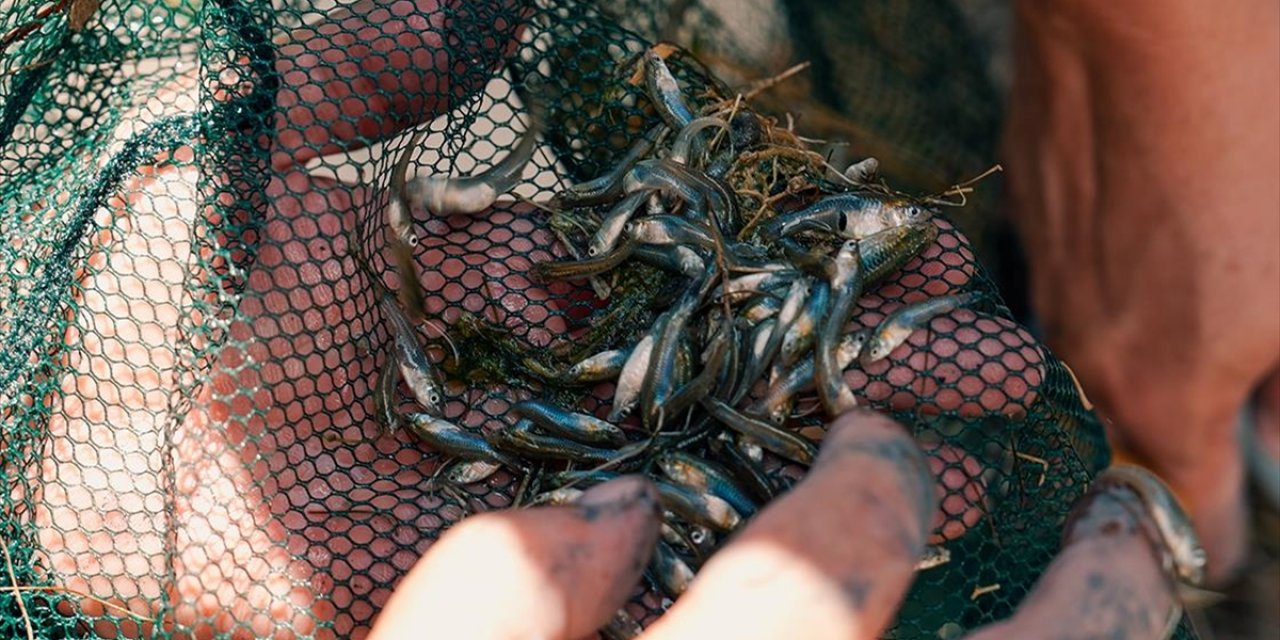 Nesli Tükenme Tehlikesi Altındaki Dişli Sazancık Balığı İstanbul Akvaryum'da Koruma Altında