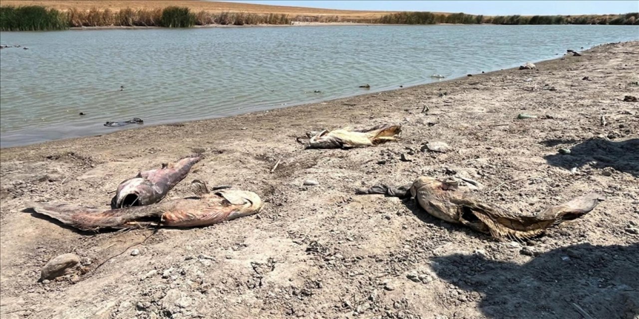 Tekirdağ'da Su Seviyesi Düşen Barajdaki Balıklar Öldü