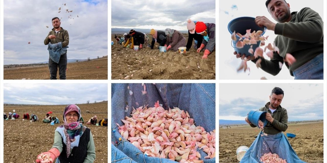 Kastamonu'da, Avrupa Coğrafi İşaretli Taşköprü Sarımsağının Dikimine Başlandı