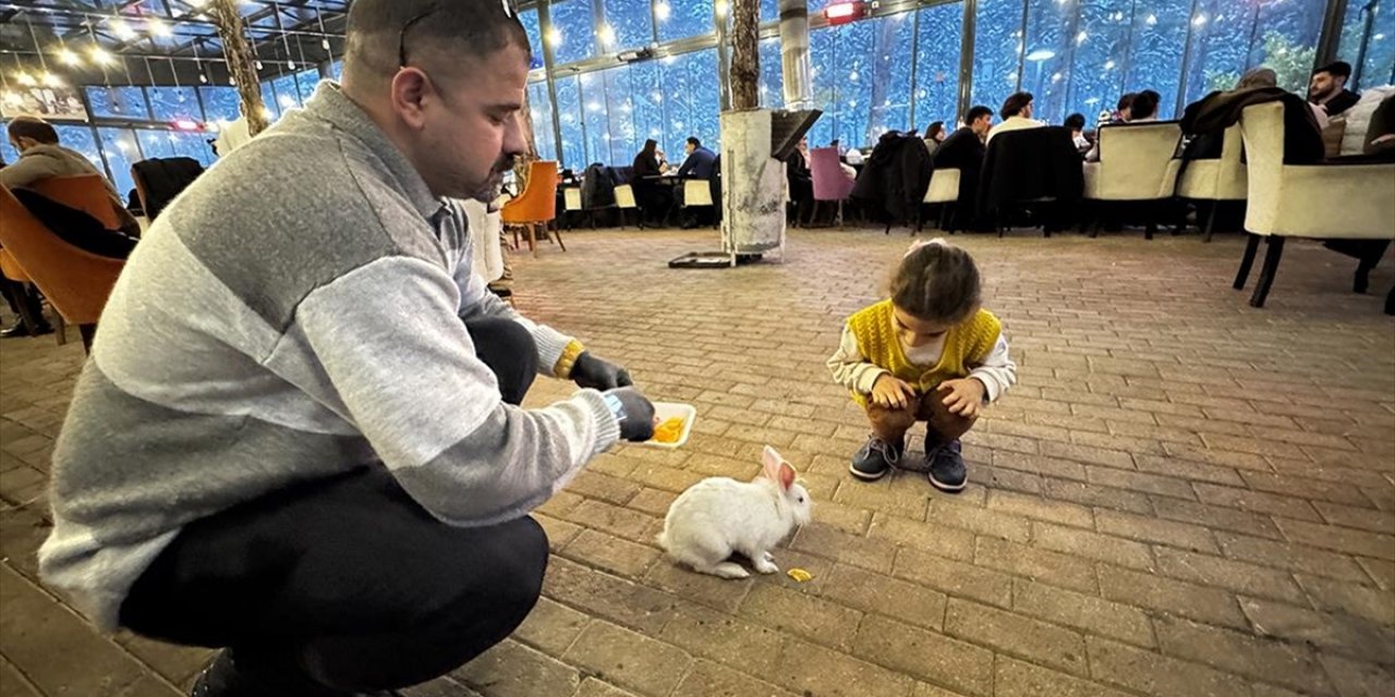 Kedinin Ağzından Kurtarılan Tavşan "Tombiş" Kafenin Maskotu Oldu