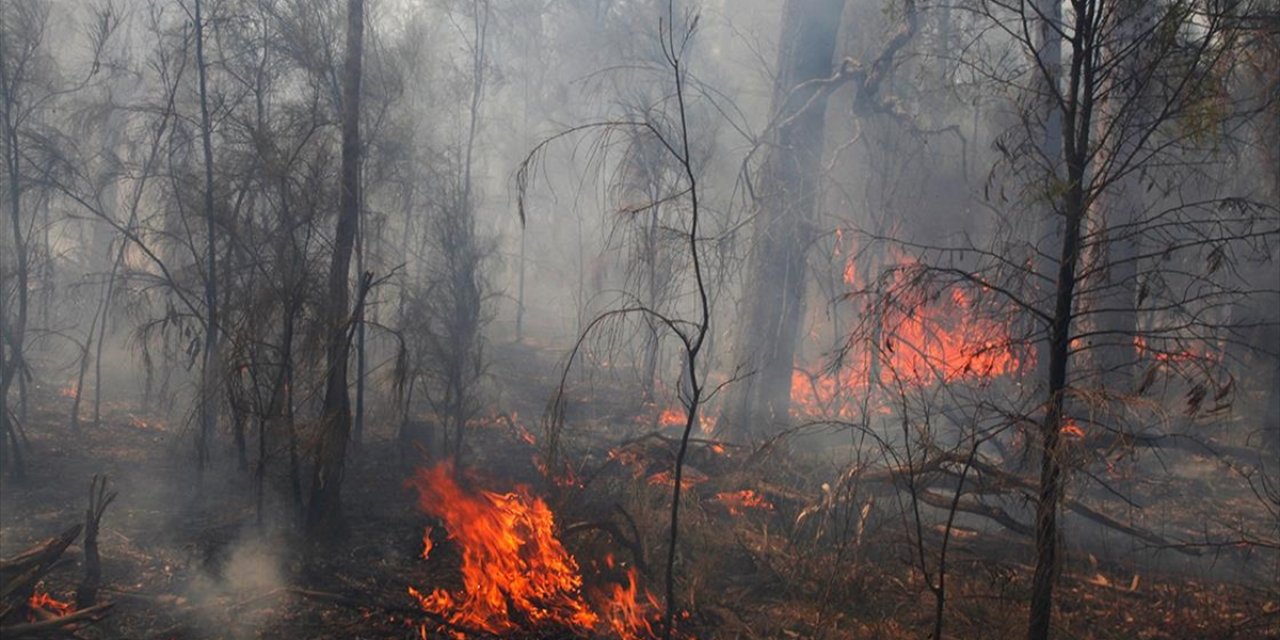 Avustralya'da Son Bir Aydaki Orman Yangınlarında 110 Bin Hektardan Fazla Tarım Arazisi Zarar Gördü