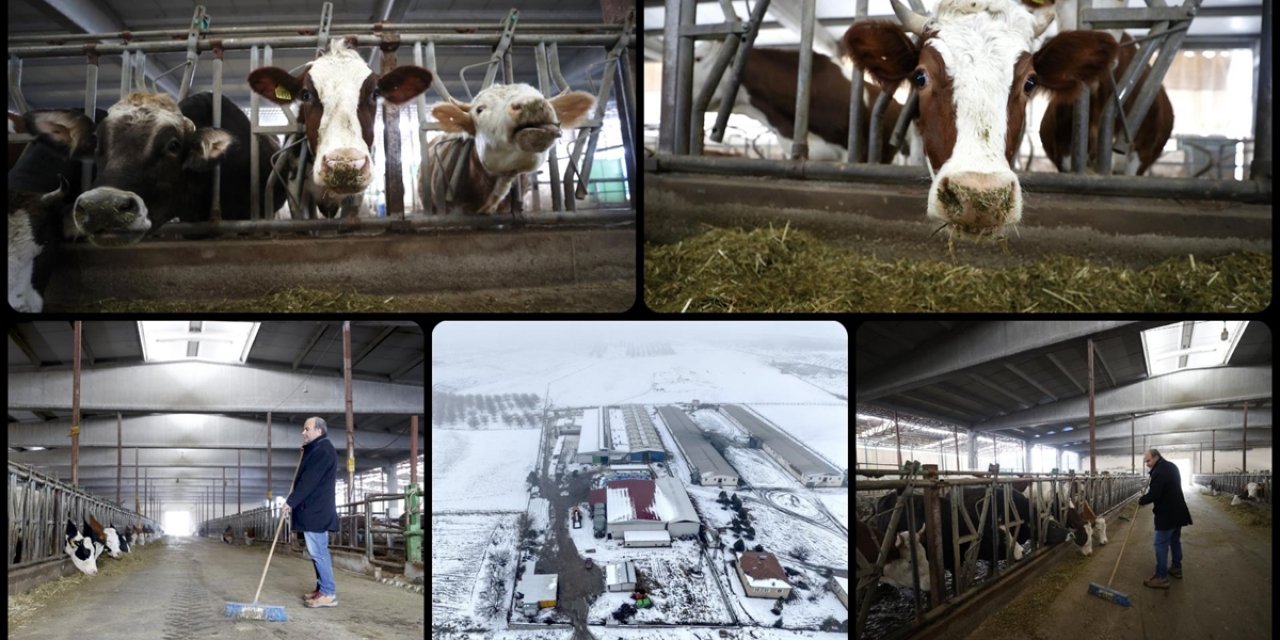 Depremlerde Hayvanları Telef Olan Besici İşletmesini Devlet Desteğiyle Ayakta Tuttu