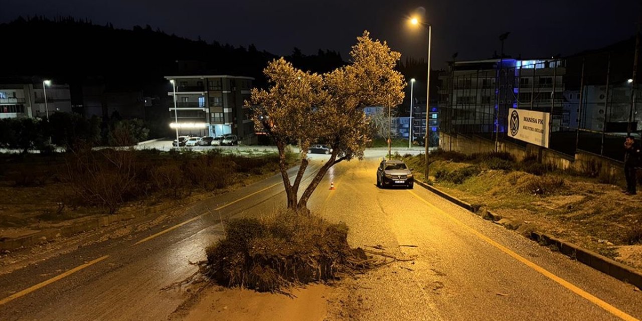 Aydın'da Sel Suları Zeytin Ağacını Kökünden Söktü