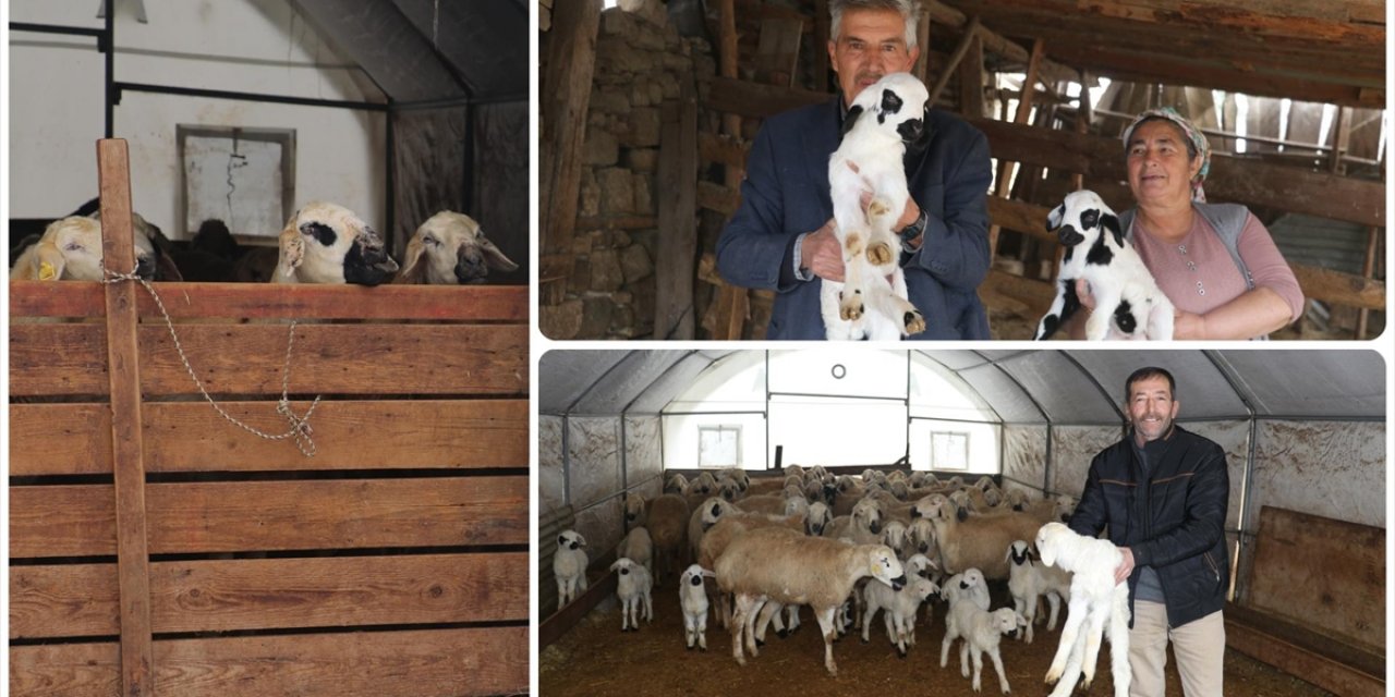 Adana'da Depremde Ağılları Zarar Gören Besiciler Verilen Çadırlarda Yetiştiriciliğe Devam Etti