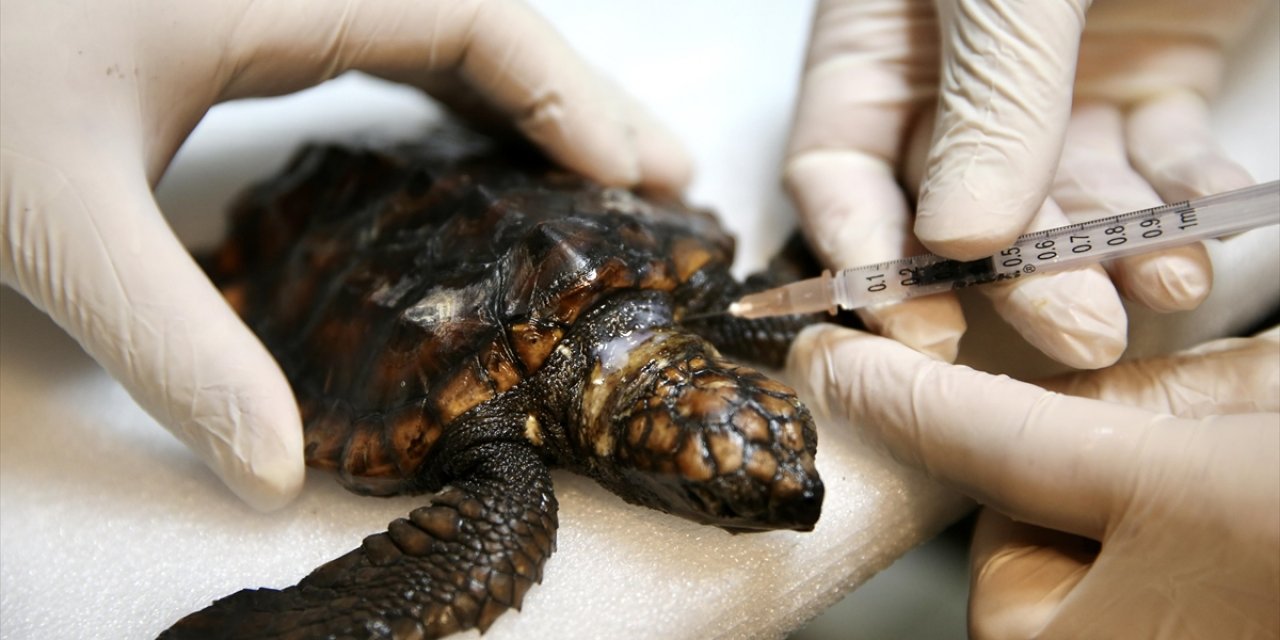 Yaralı Bulunan Caretta Caretta Yavrusu "Arda"nın İyileşmesi İçin Yoğun Mesai Harcıyorlar