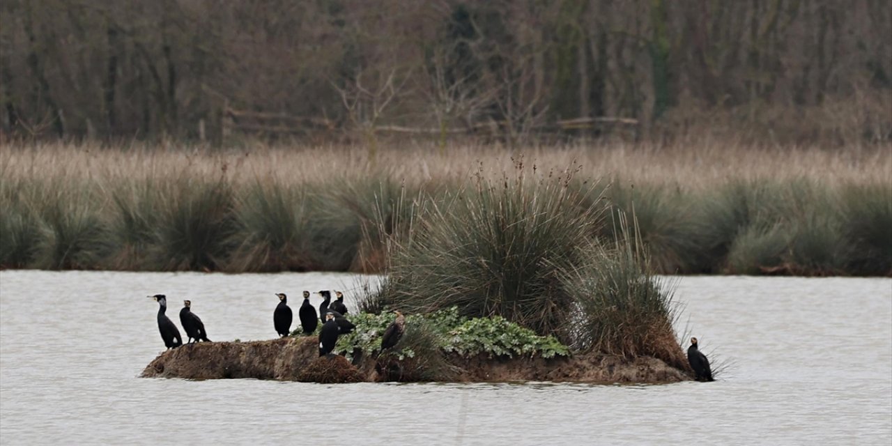 Kızılırmak Deltası Zengin Biyoçeşitliliği İle Farklı Türlere Ev Sahipliği Yapıyor