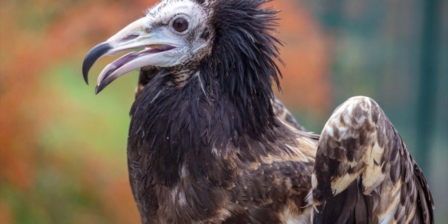 Tedavisi Tamamlanan Yaralı Akbaba Ülkesine Teslim Edildi