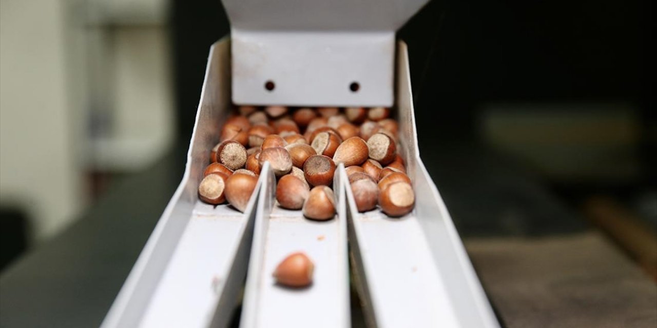 Fındık İşleme Tesisi İçin Devlet Desteği Alan Kadın, Kendi İşinin Patronu Oldu