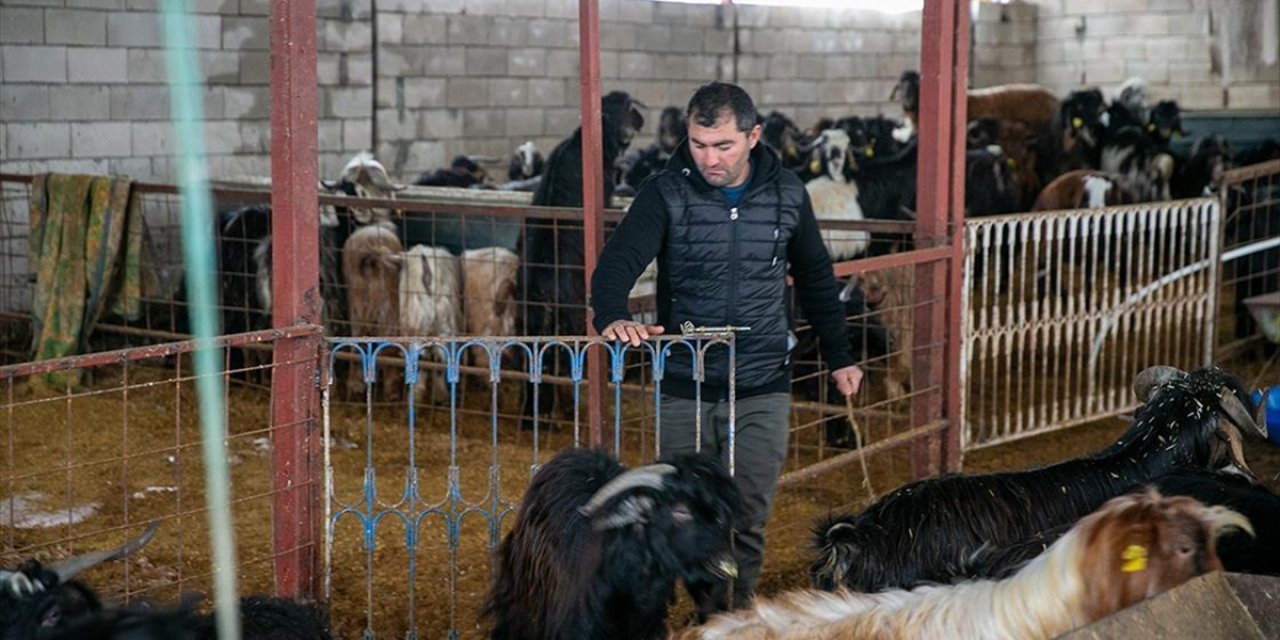 Depremde Hayvanlarını Kaybeden Besici, Üretime Devlet Desteğiyle Tutundu