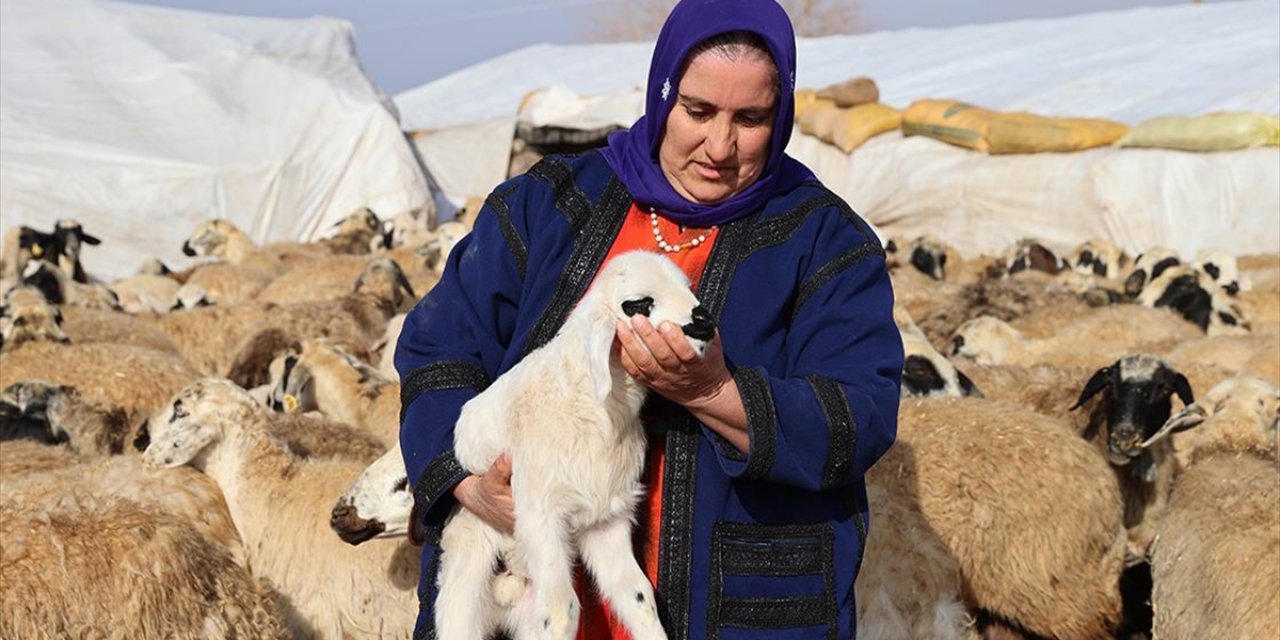 Deprem Mağduru Üretici, Devlet Yardımıyla Hayvan Sayısını Artırdı