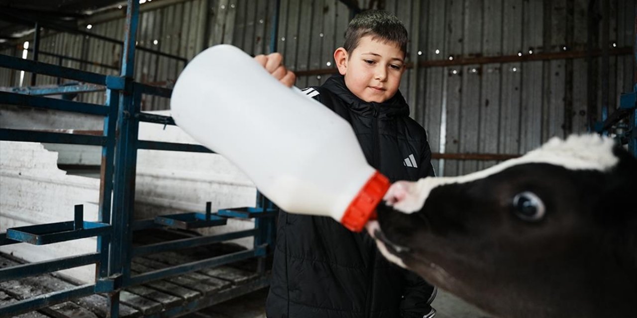 Çanakkale'de Veteriner Hekim Yapay Zeka Destekli Süt Çiftliği Kurdu