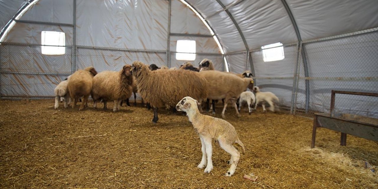 Depremde Ahırı Yıkılan Küçükbaş Hayvan Yetiştiricisi, Devlet Desteğiyle Üretimini Sürdürüyor