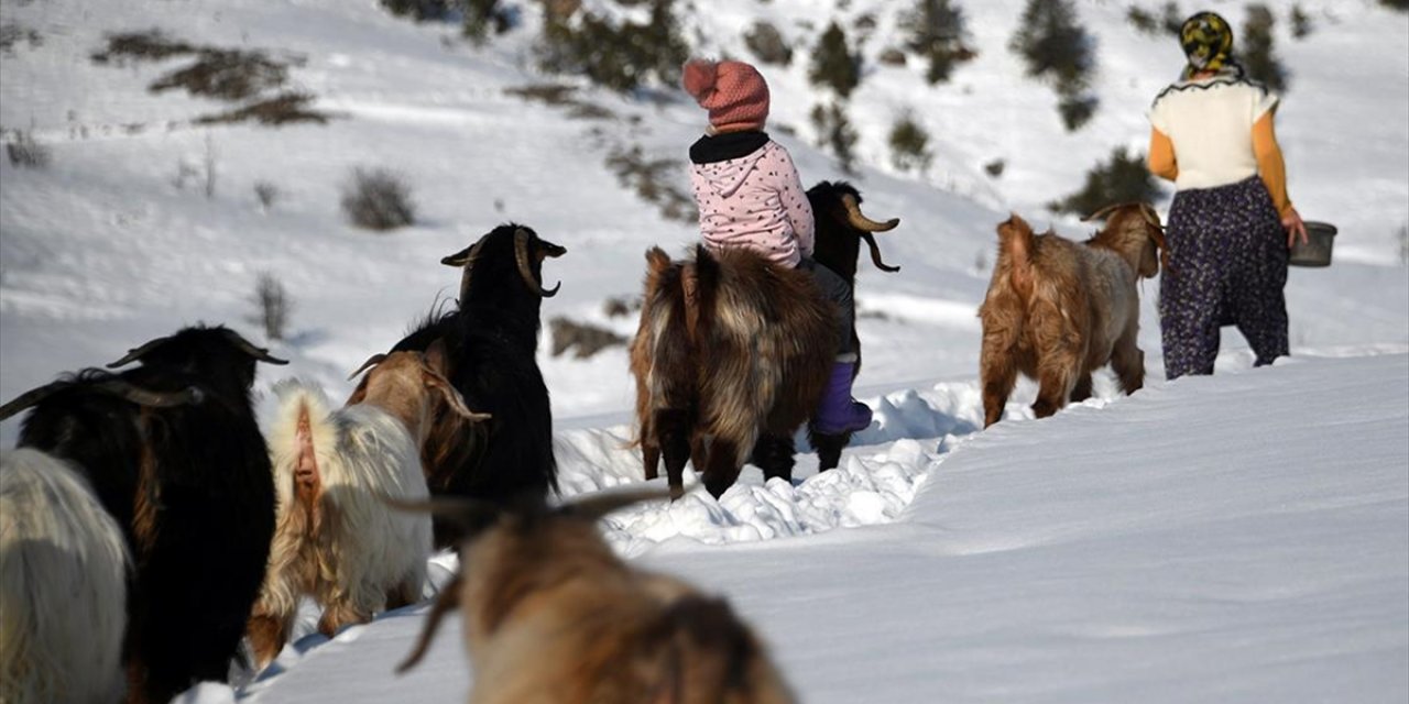 Küçük Ceyda'nın En Yakın Dostu Keçileri