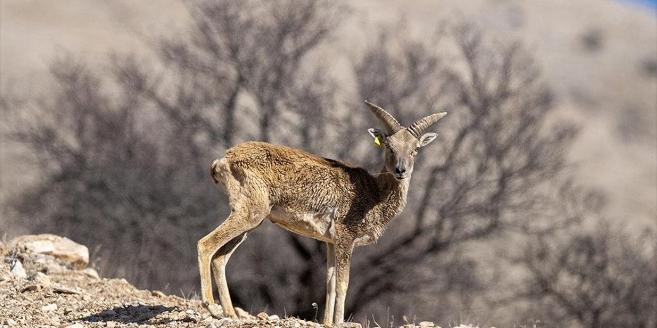 "Anadolu Cerenleri" Konya'daki Doğal Yaşam Alanlarında Görüntülendi