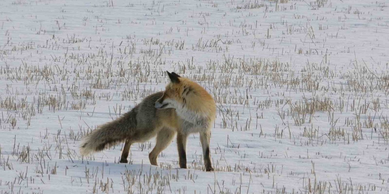 Ardahan'da Kızıl Tilkinin Karla Kaplı Arazide Av Mesaisi