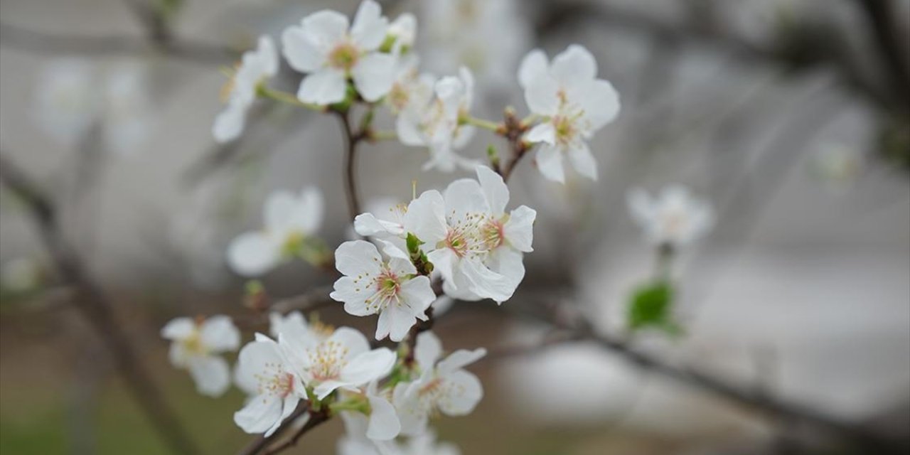 Mersin'de Serada Yetiştirilen Erik Ağaçları Çiçeklendi