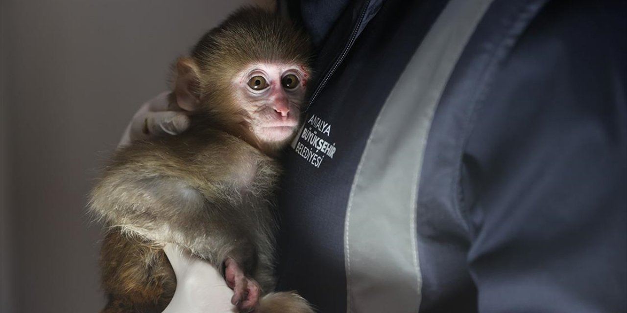 Uyuşturucu Şüphelilerinin Elinden Kurtarılan Maymun Yavrusu "Portakal"a Özenle Bakılıyor