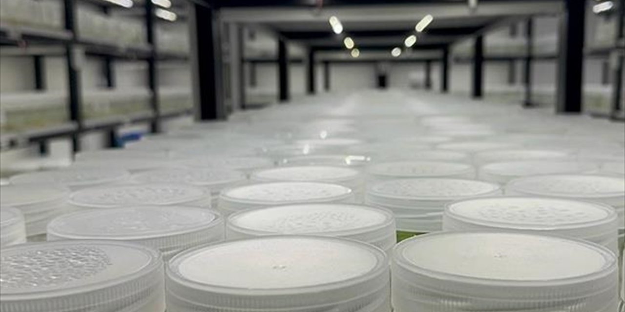 ABD'de "Yasa Dışı Biyolojik Laboratuvar" İşletildiği Şüphesiyle İsrail Vatandaşı 1 Kişi Gözaltına Alındı