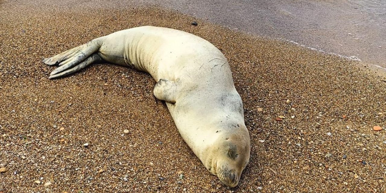 Plajlarda Görülmeye Başlanan Akdeniz Foklarının "Dinlenmelerine İzin Verin" Uyarısı