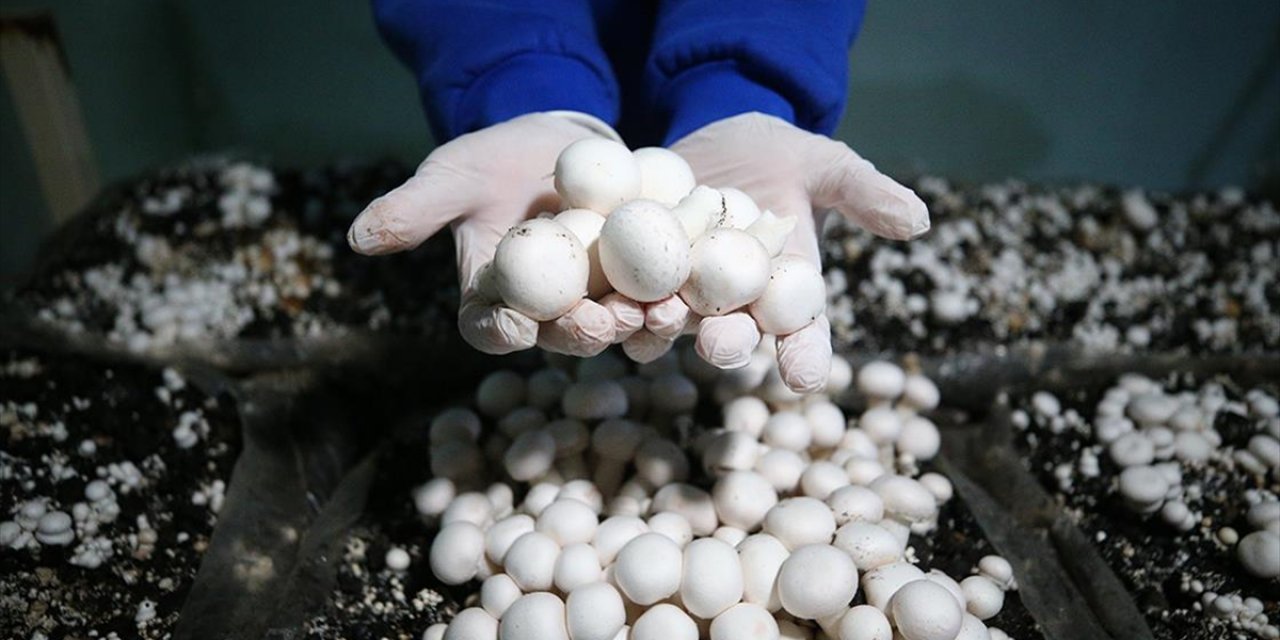 Adana'da Liselilerin Yetiştirdiği Mantarlar Okulun Pansiyonunda Tüketiliyor