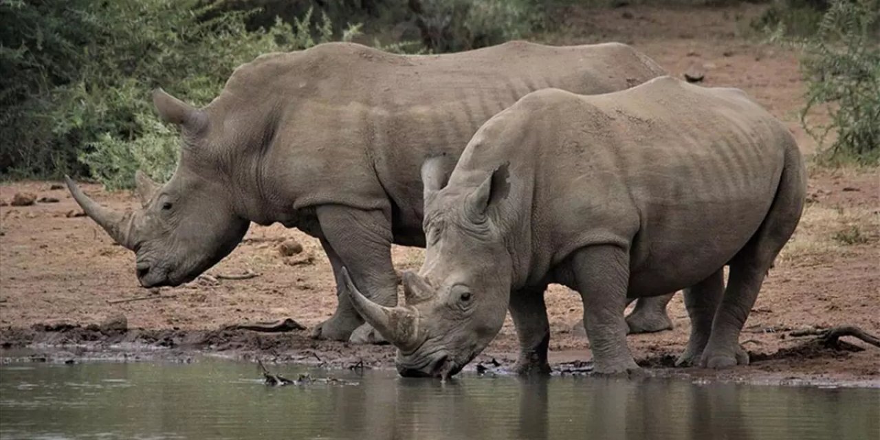 Güney Afrika’da Nesli Tükenme Tehdidindeki Gergedanların Kaçak Avlanmasında Düşüş Gözlemlendi