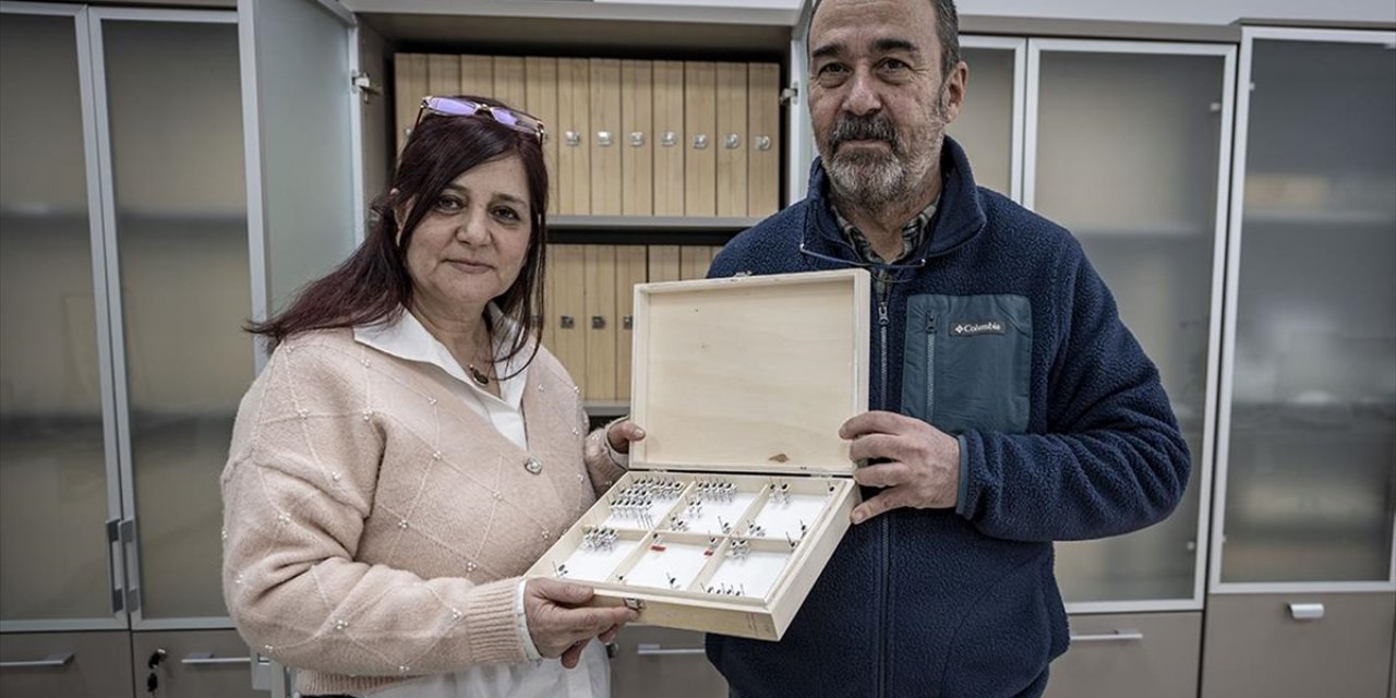Bilim İnsanı Çift, Keşfettikleri Böcekleri Şehir ve Bitki Adıyla Literatüre Kazandırdı
