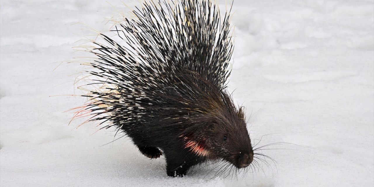 Doğada Nadir Görülen Hint Oklu Kirpi Tedavi Altına Alındı