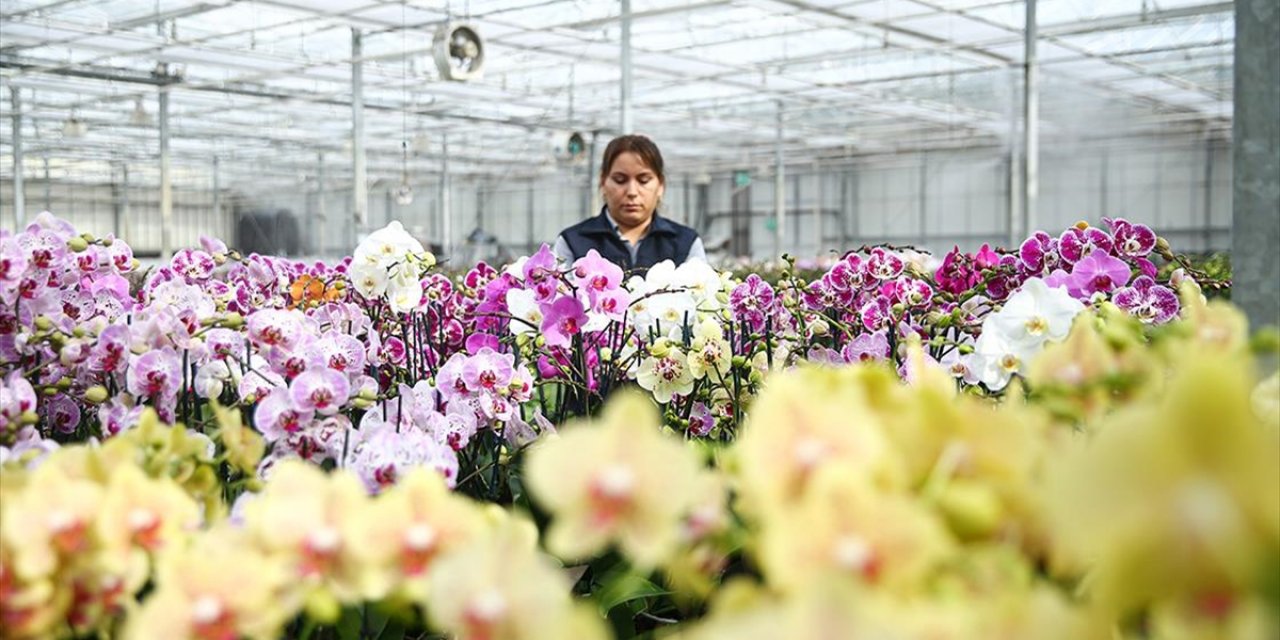 Çukurova'da Çiçekler Sevgililer Günü'ne Hazır