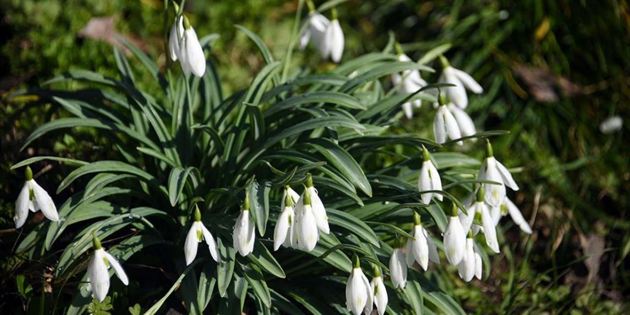 Küre Dağları'nda Kardelenler Sıcak Hava Nedeniyle Erken Karsız Kaldı