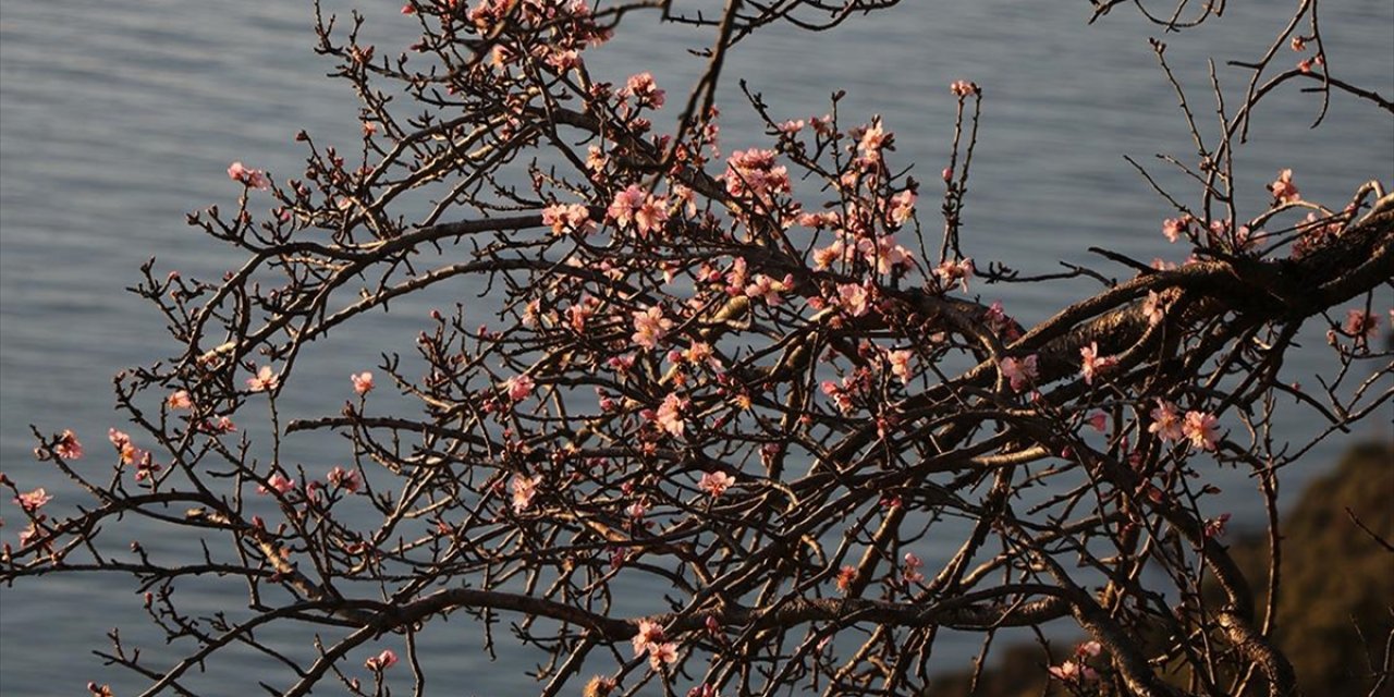 Tekirdağ'da Badem Ağaçları Çiçek Açtı