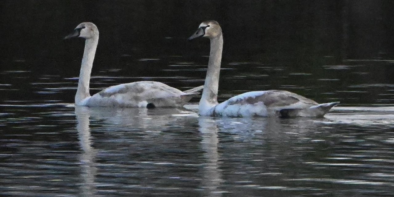 Göç Yolunda Yorgun Düşen Kuğular Doğa Koruma Ekiplerinin Gözetiminde