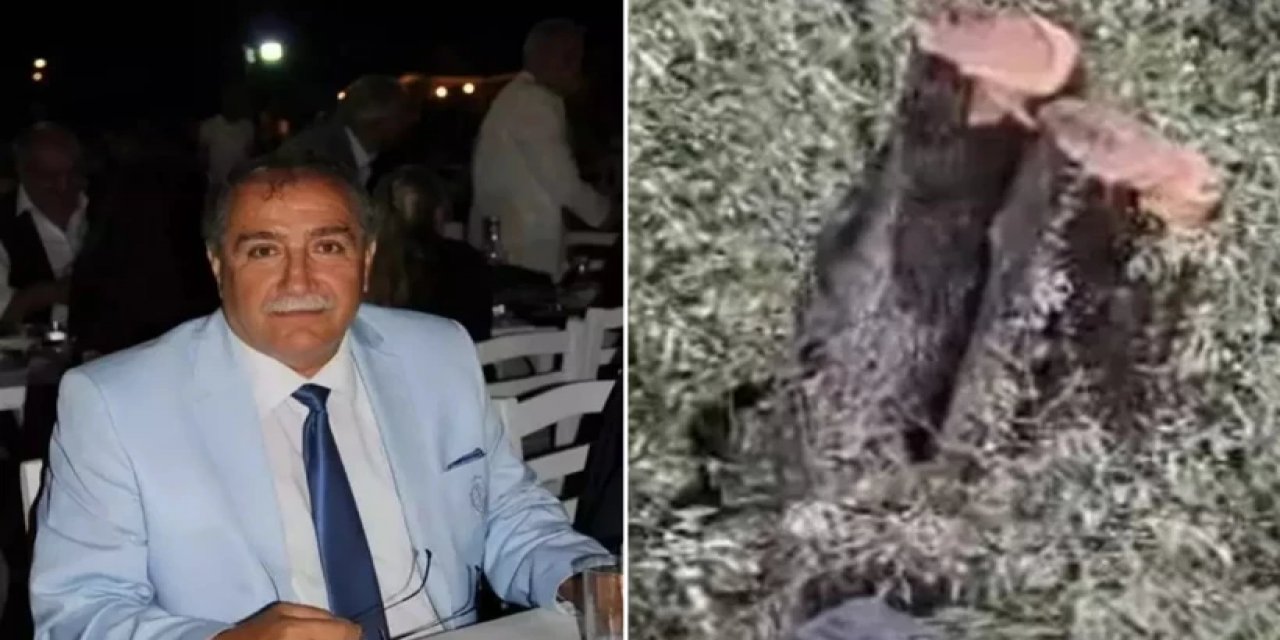 Muğla Valiliği'nden Milas'taki Zeytin Ağacı Kesimine Soruşturma