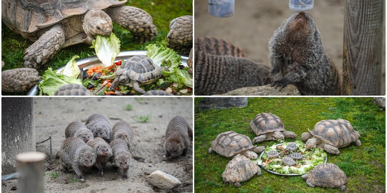 Bursa Hayvanat Bahçesi'nde Sıcak İklim Hayvanlarına Kış Bakımı